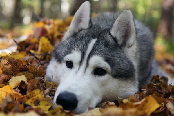 Smutny Husky jesienią w żółtych liściach