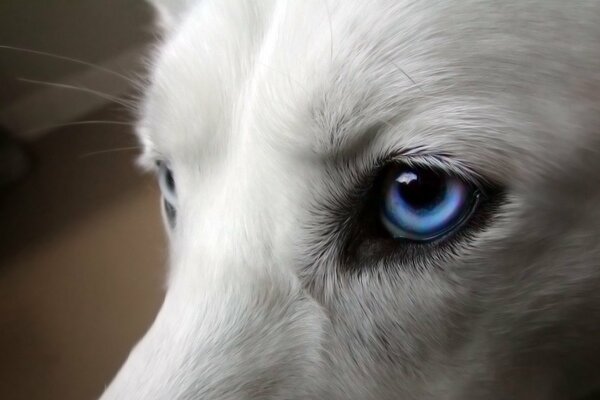 Bright blue eyes of a white dog