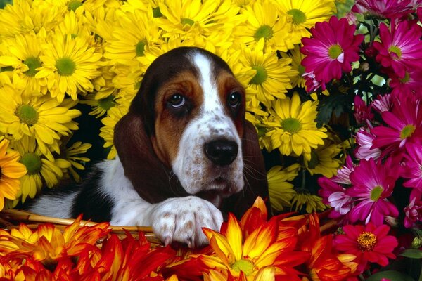 The dog is sitting in colorful bouquets of flowers