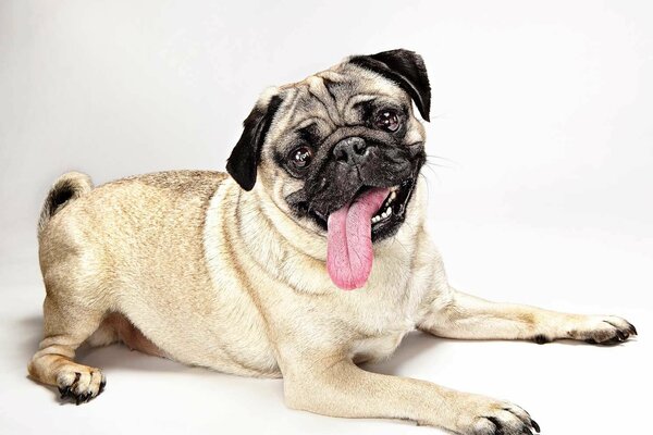 Funny pug with his tongue hanging out