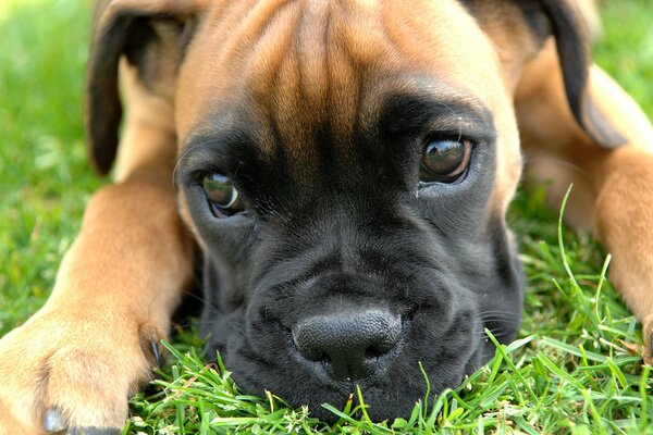 Boxer Welpe mit schwarzer Schnauze liegt auf dem Rasen