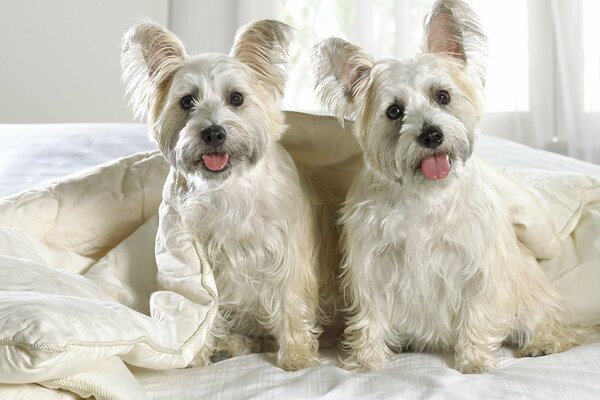 Dos cachorros gemelos blancos