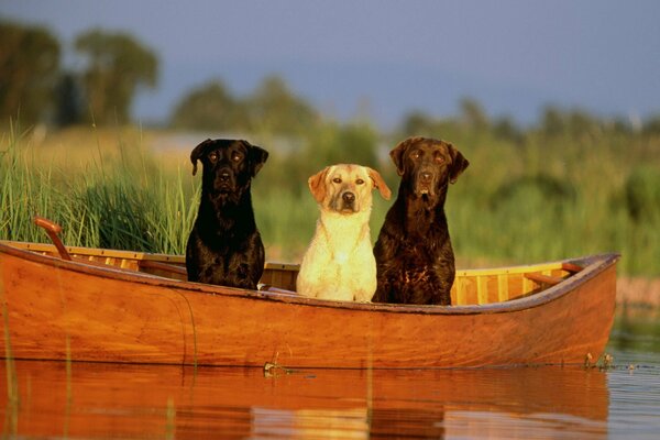 Amis du Labrador dans un bateau sur la rivière