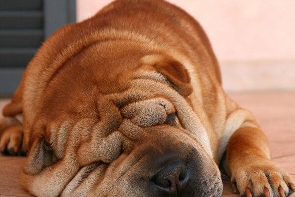 Shar Pei Dulcemente soplando su nariz en un sueño