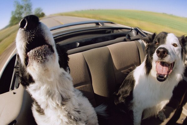 Dos perros en el asiento trasero de un coche