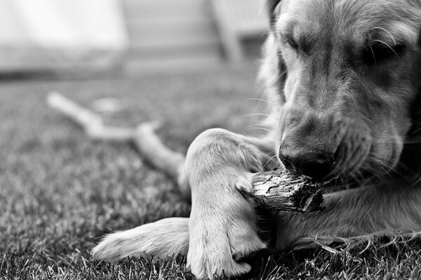 Chien reniflant bâton humide nez