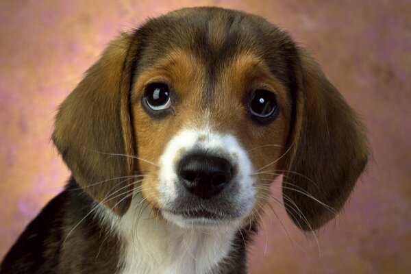 Cute trusting puppy