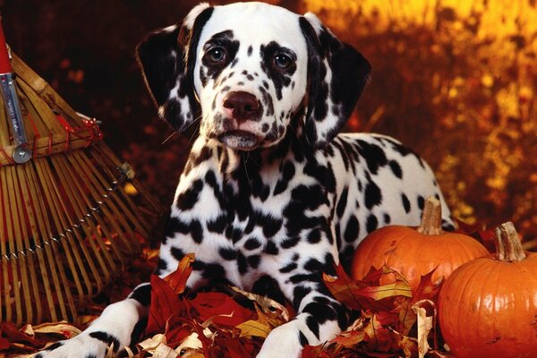 Dalmatian with pumpkins on an autumn background