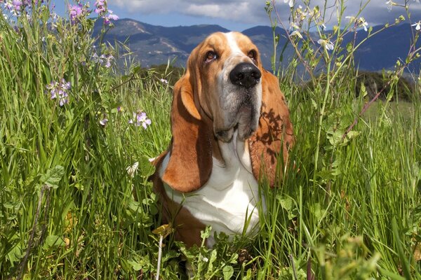 Basset in Gras und Farben