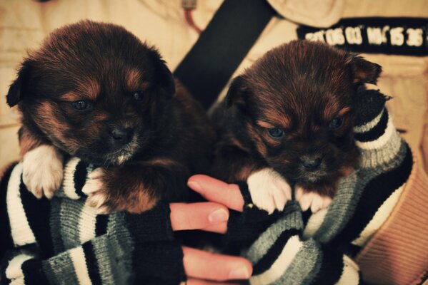 Piccoli cuccioli nelle mani dell uomo