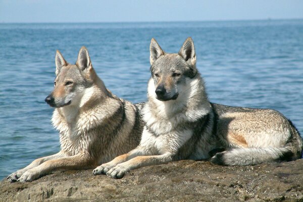 Deux loups sur fond de mer