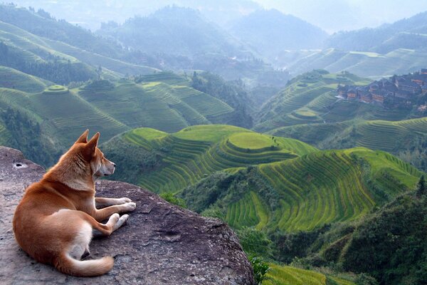 Red dog on the background of Asian landscapes