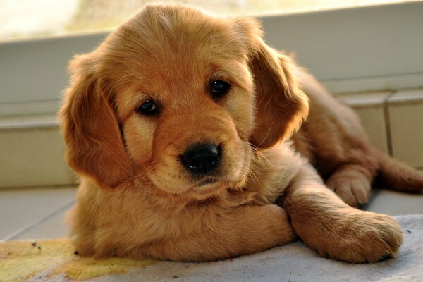 Szczeniak labrador retriever o rudym ubarwieniu