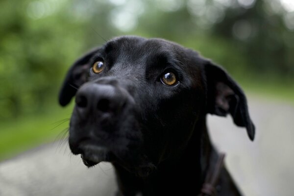 La mirada del perro negro