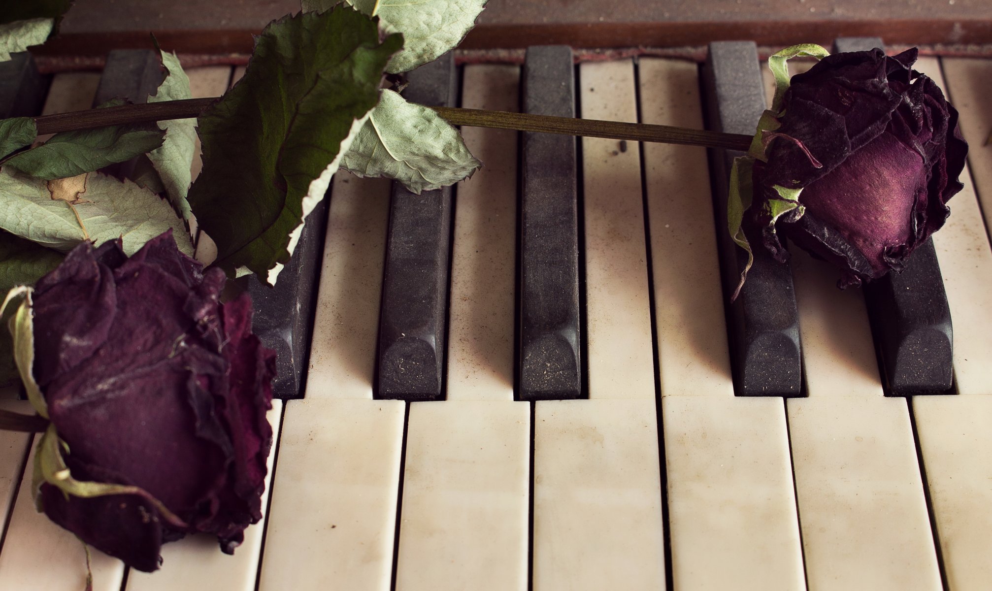 piano fleurs roses