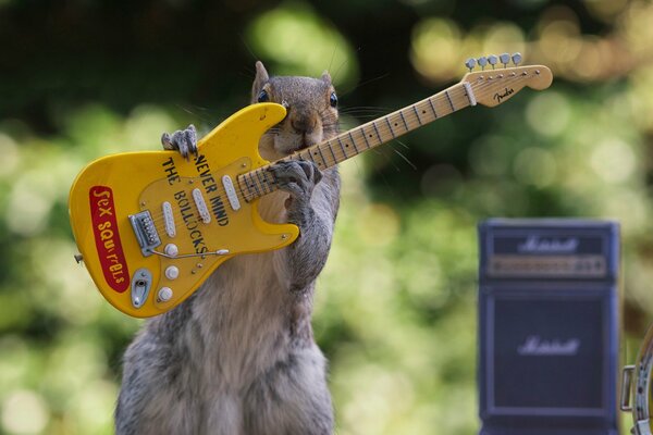 Ardilla con concierto de guitarra eléctrica amarilla