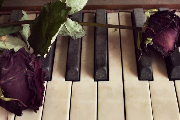 Brotes de rosas secas en las teclas del piano