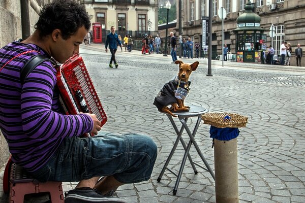 A street musician with a dog plays the accordion