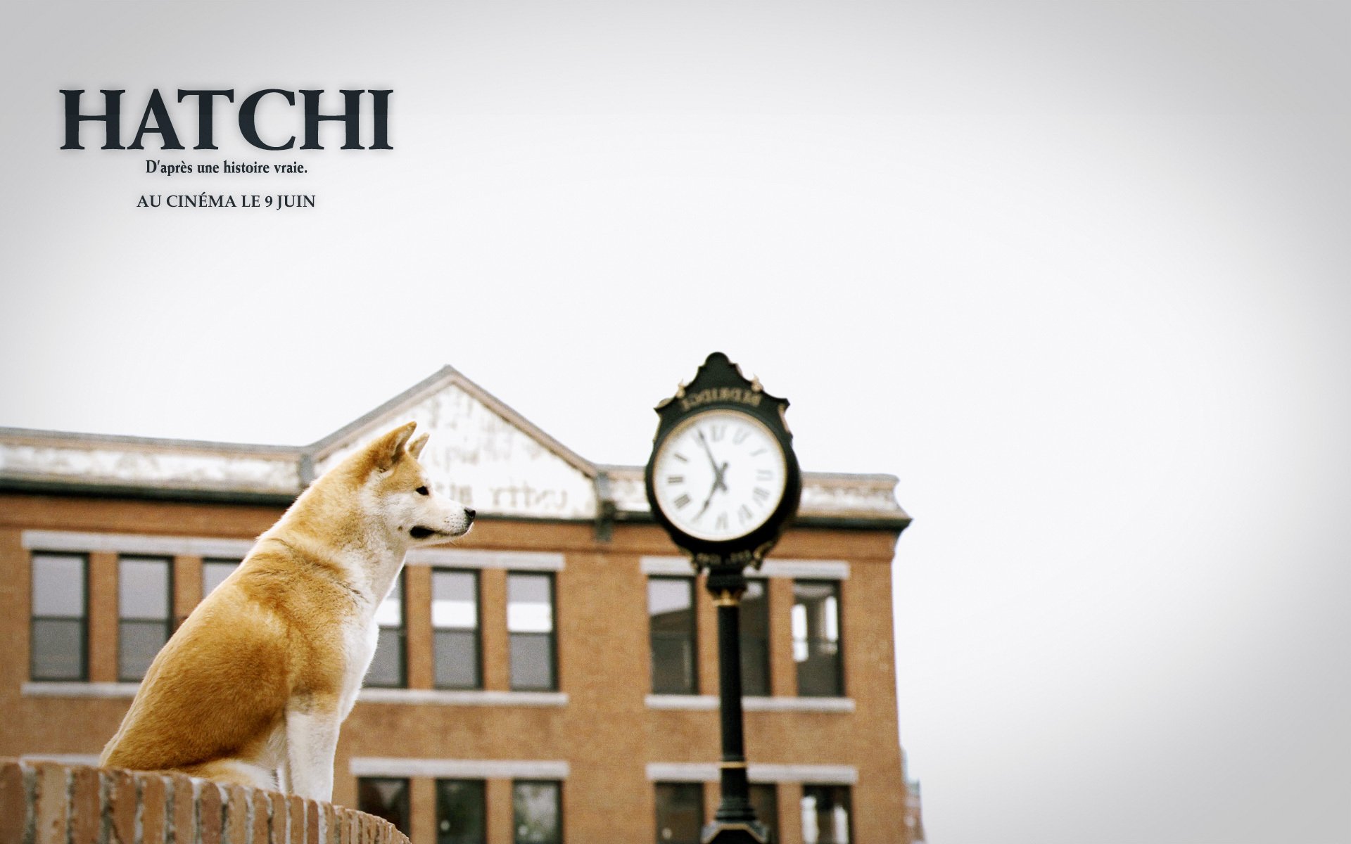 hachiko ein treuer freund ein hund