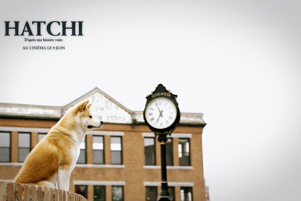 Der Film Hachiko ist ein treuer Freund