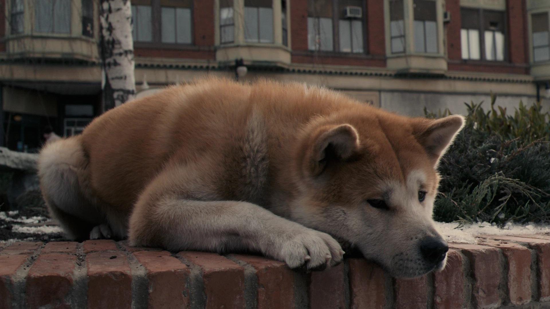 hachiko:the most faithful friend dog dog akita inu sadness expectation