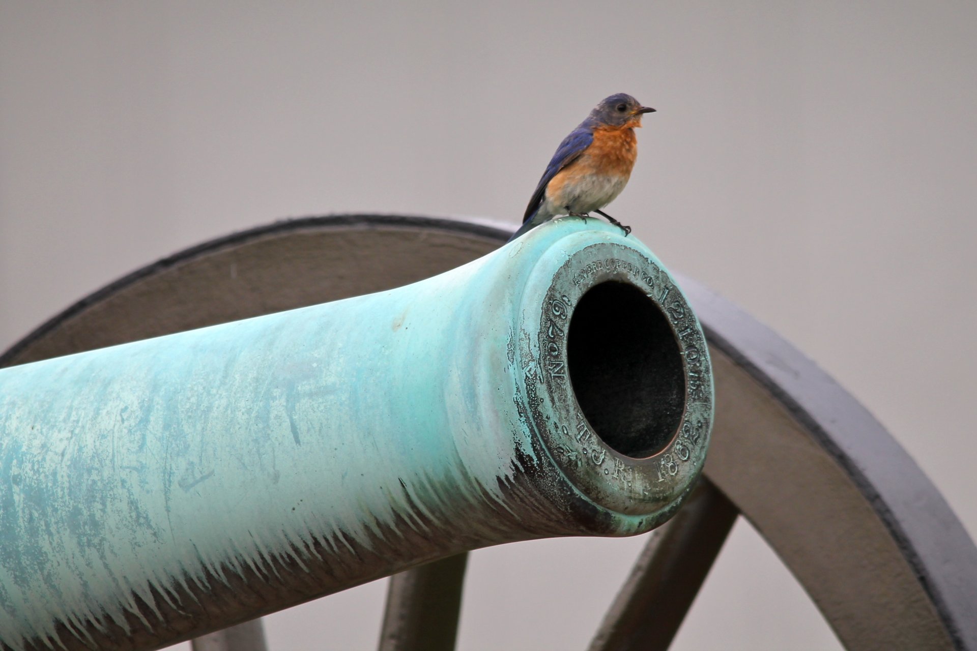 canon arme roue oiseau