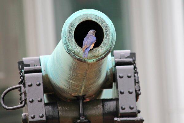 Pájaro sentado en la boca de un cañón