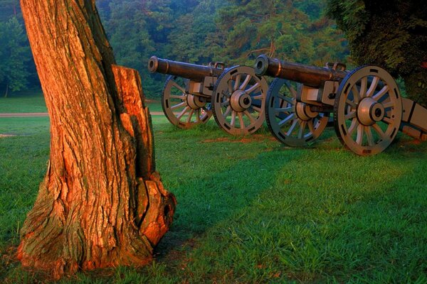 Dos armas en la hierba en el bosque