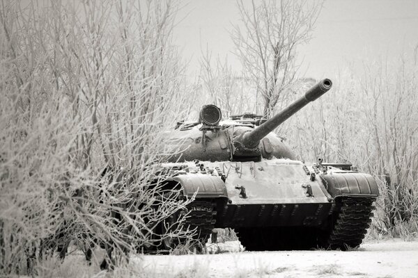 Winter forest. Tank behind a snow tree