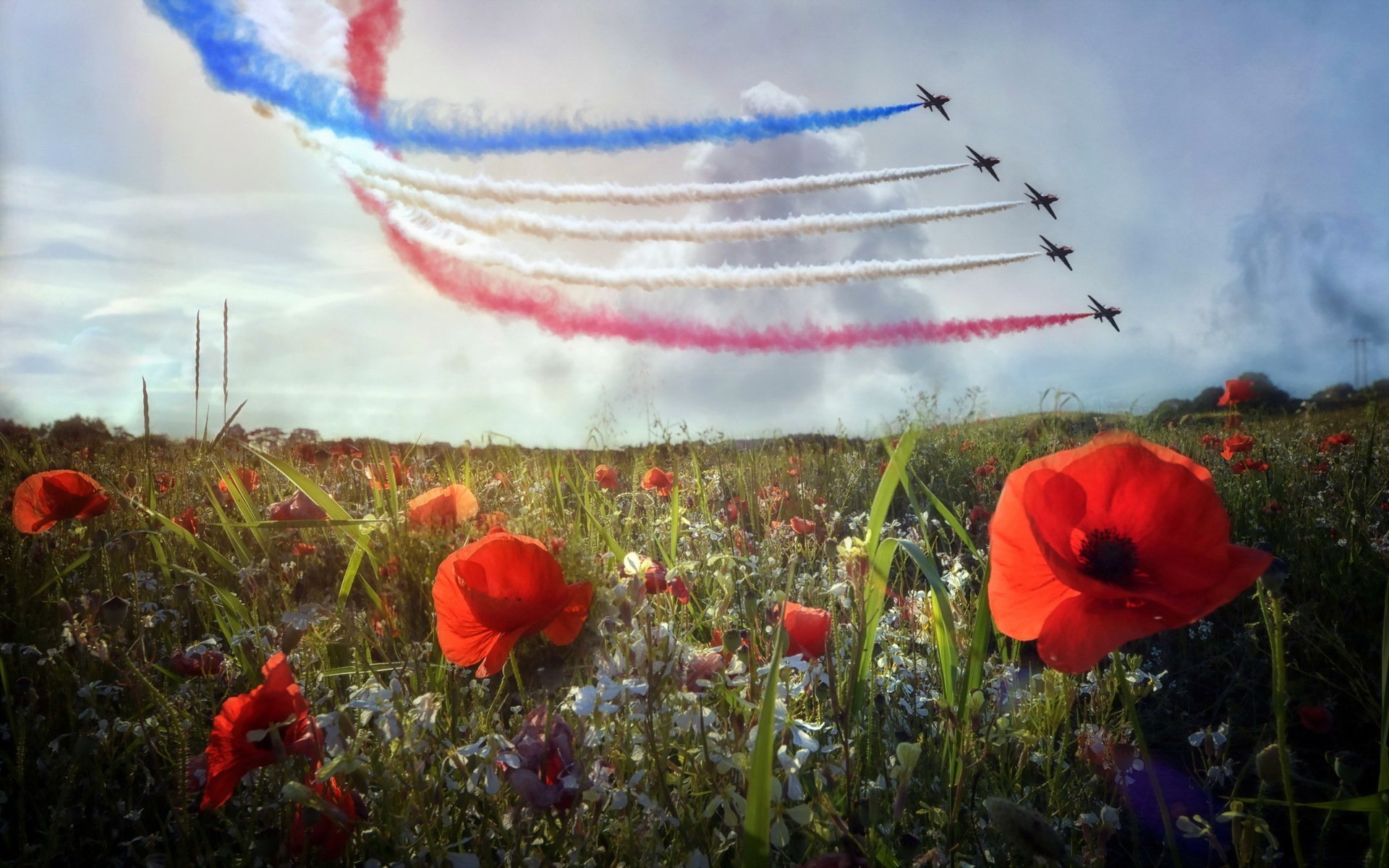 nature coquelicots