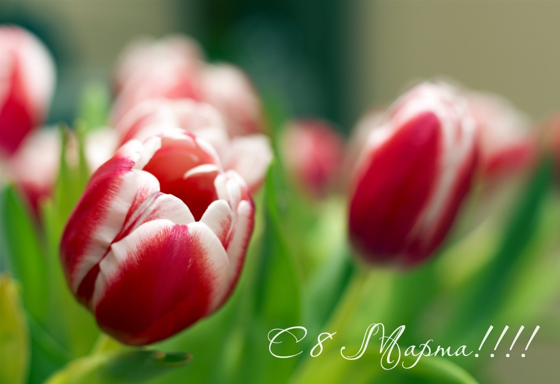 blumen tulpen 8. märz alle lieben frauen mit international weiblich tag