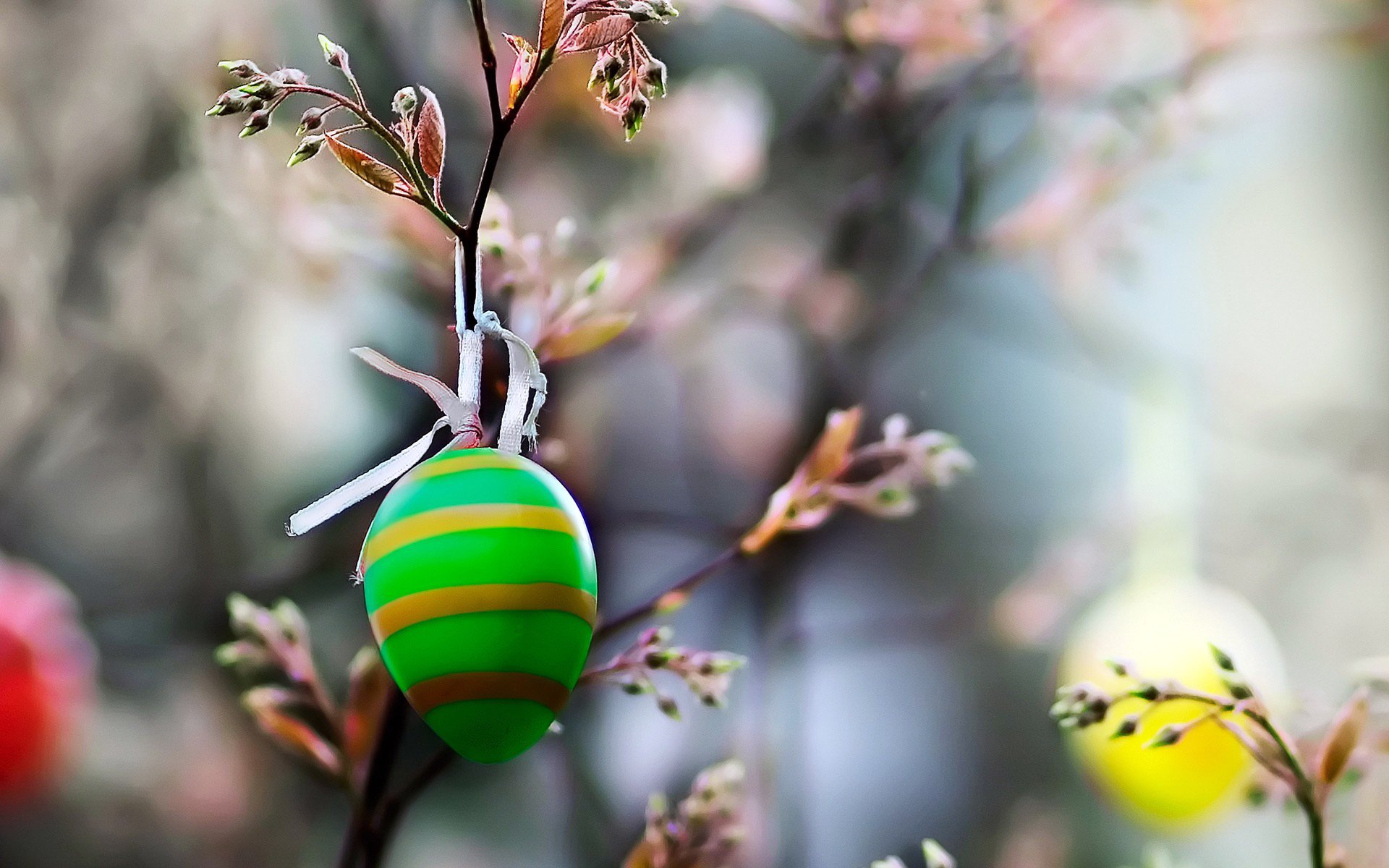 branch color egg easter close up nature