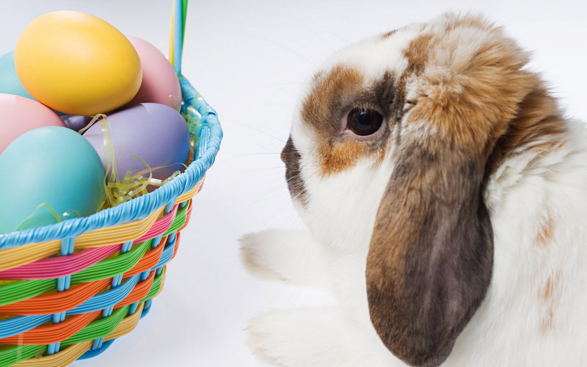 pasqua cesto di uova coniglio