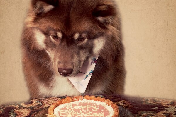 The dog has a birthday party . preparing to enjoy a cake