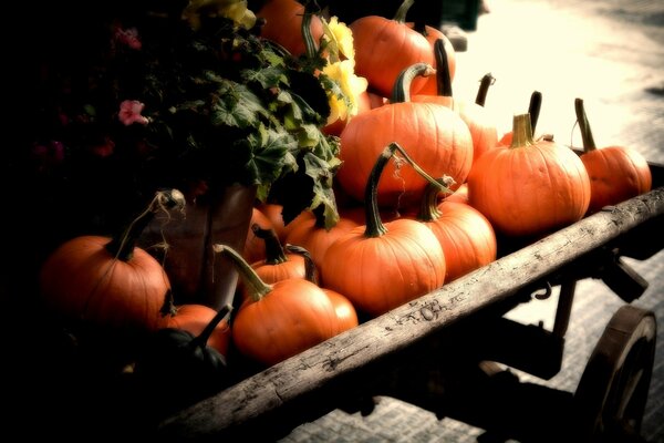 Raccogliere zucche raccolte in autunno e sdraiate su un carrello