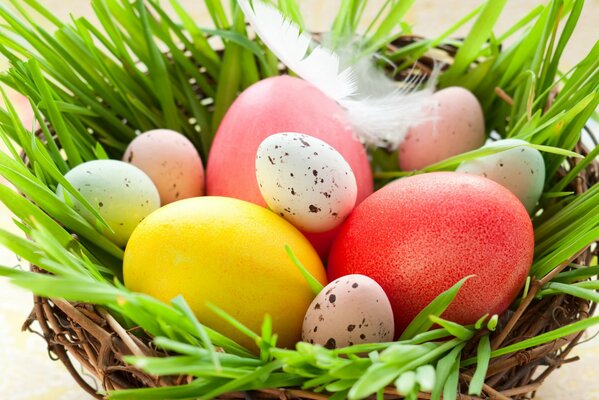 Wachtel- und Ostereier liegen im Nest