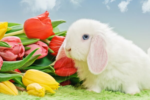 A white rabbit and a bouquet of tulips