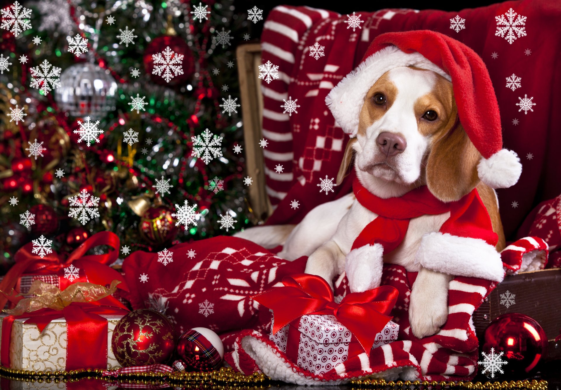 perro gorro bufanda regalos juguetes bolas copos de nieve cuadros