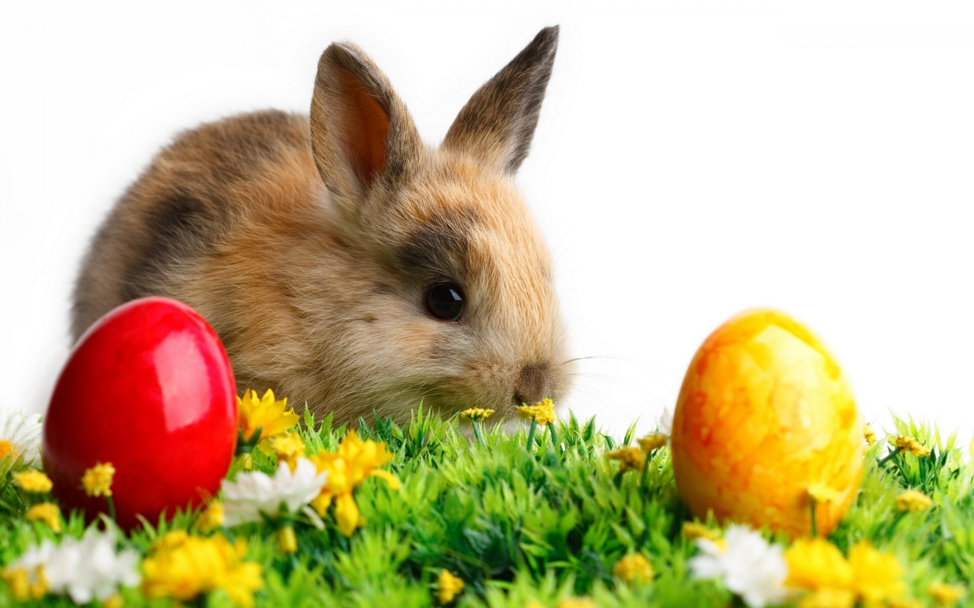 farbige eier ostern kaninchen tier gras blumen weiß hintergrund ohren