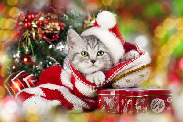 Gato de año nuevo en una gorra con regalos