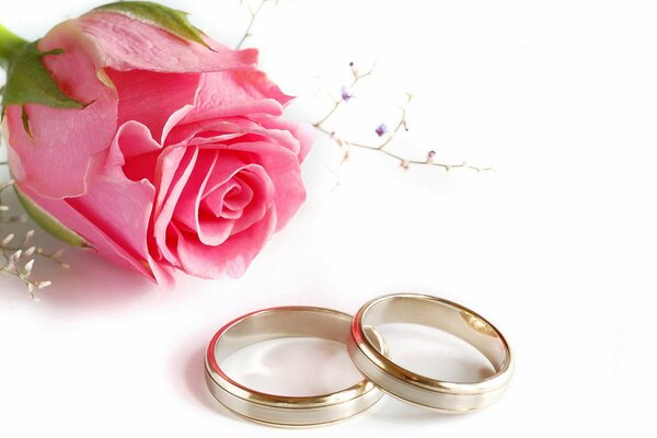 Dos anillos de boda y una rosa