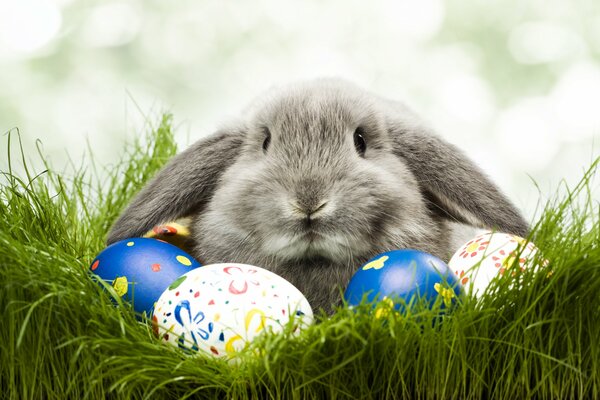 Lapin de Pâques dans l herbe