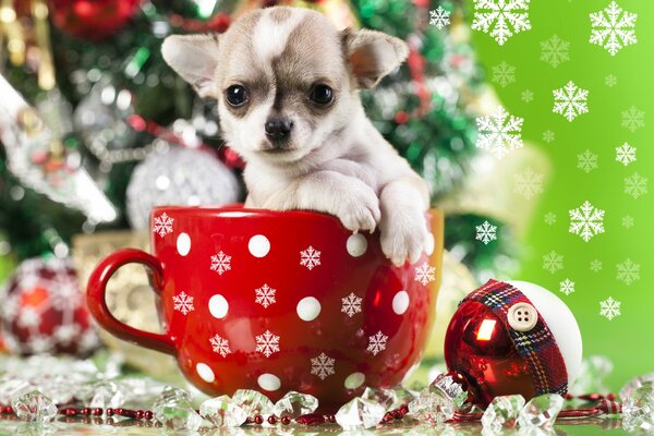 A puppy in a gift Christmas mug