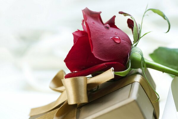 A beautiful red rose and a golden box