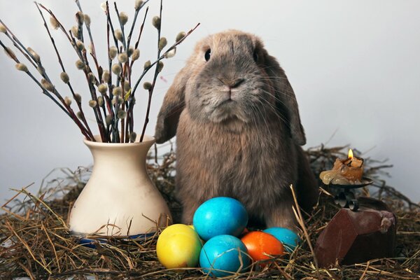 Coniglietto pasquale. Salice. Coglione. Pasqua