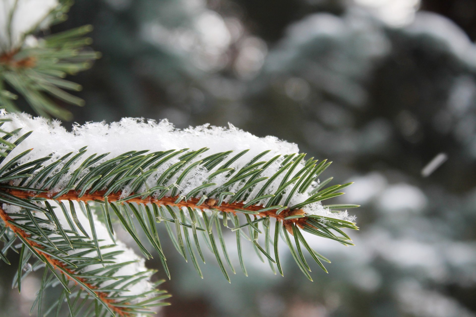 neige arbre de noël branche