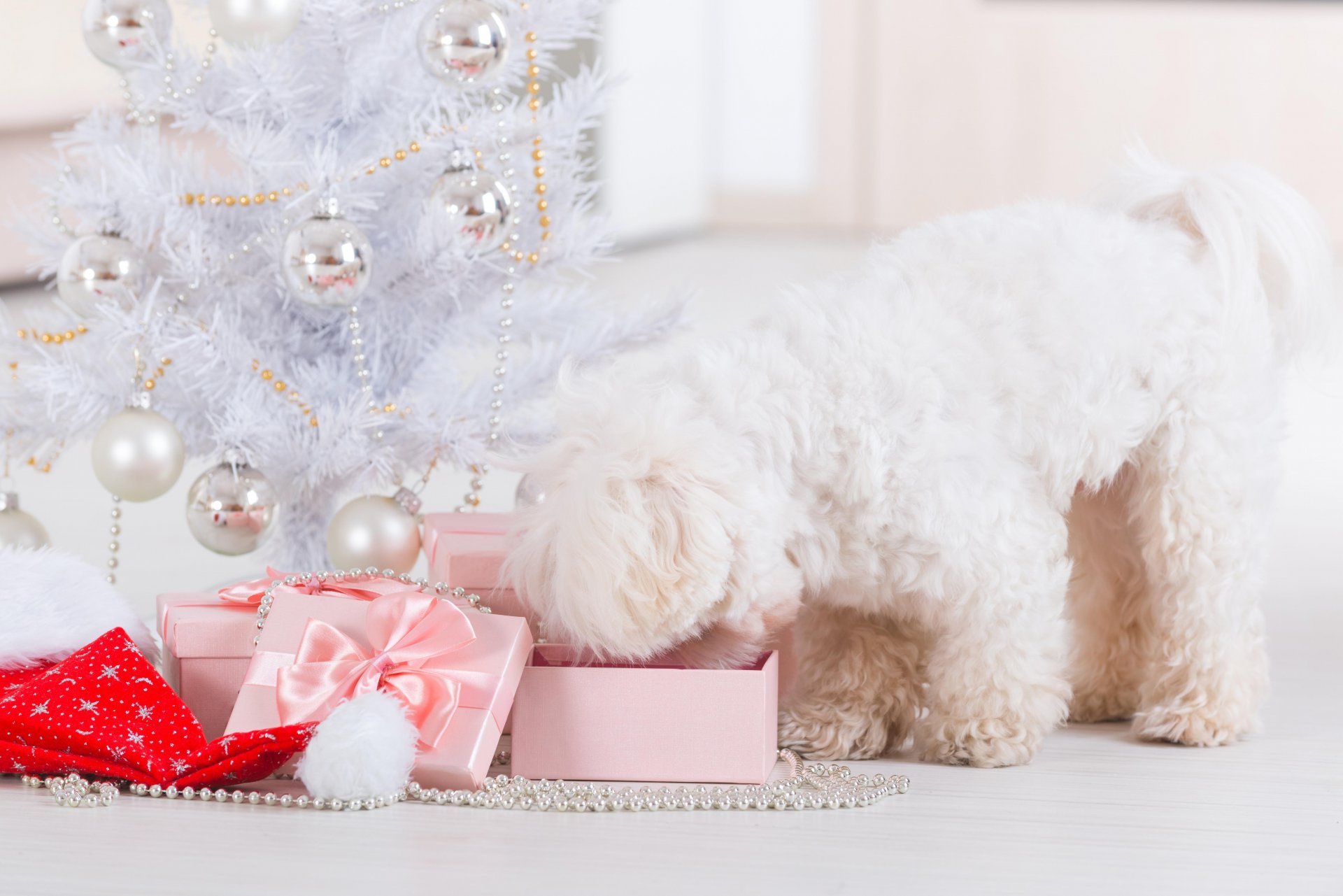 chien noël nouvel an vacances