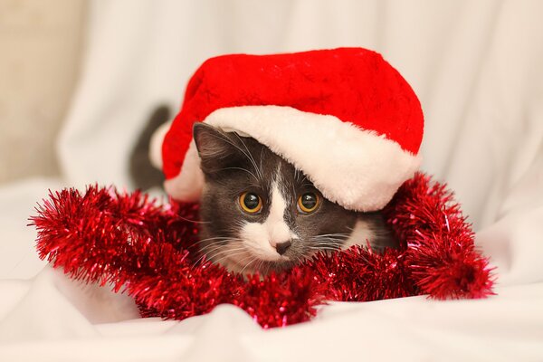 Gatto con cappuccio rosso e tinsel