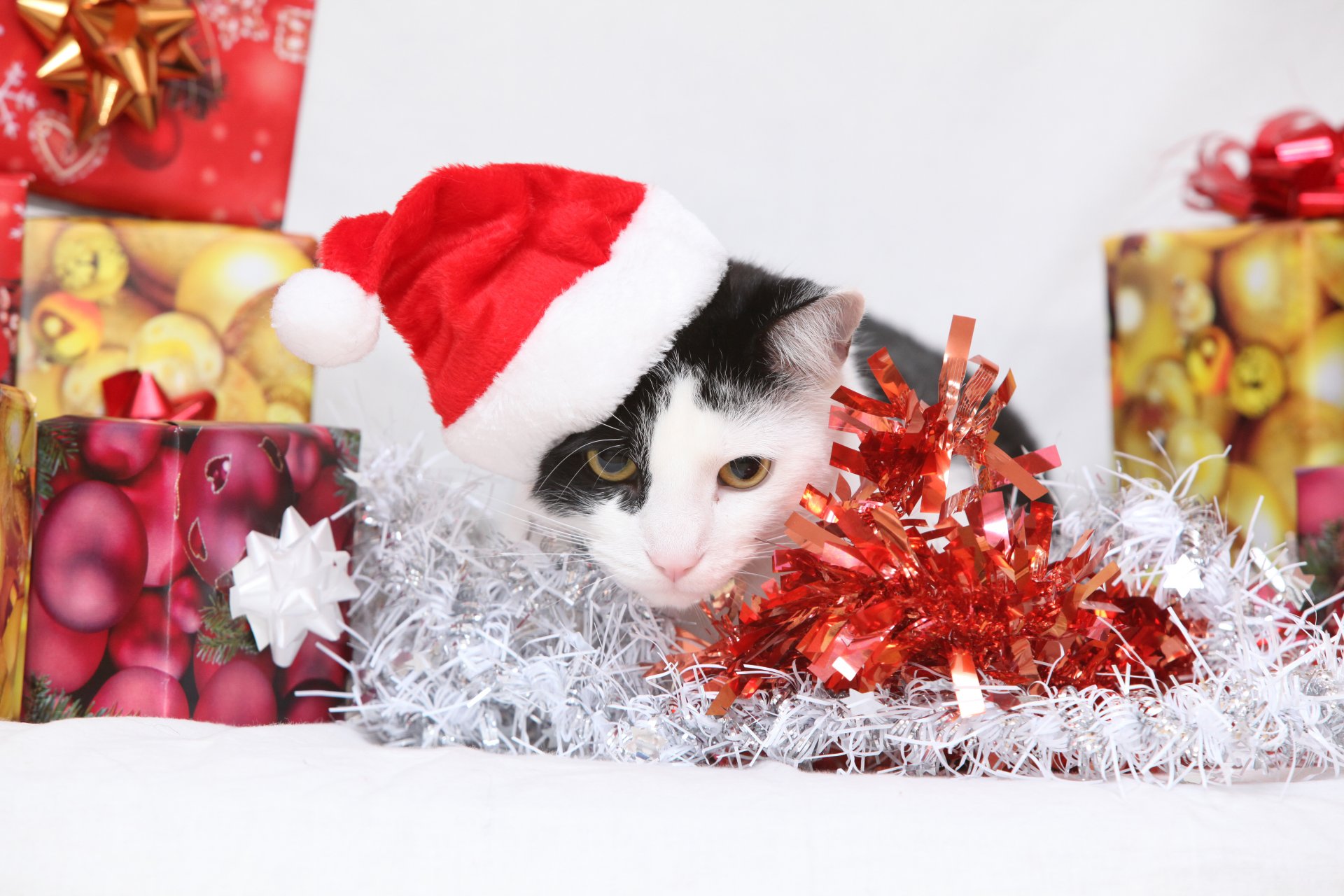 neujahr katze katze geschenke boxen mütze lametta