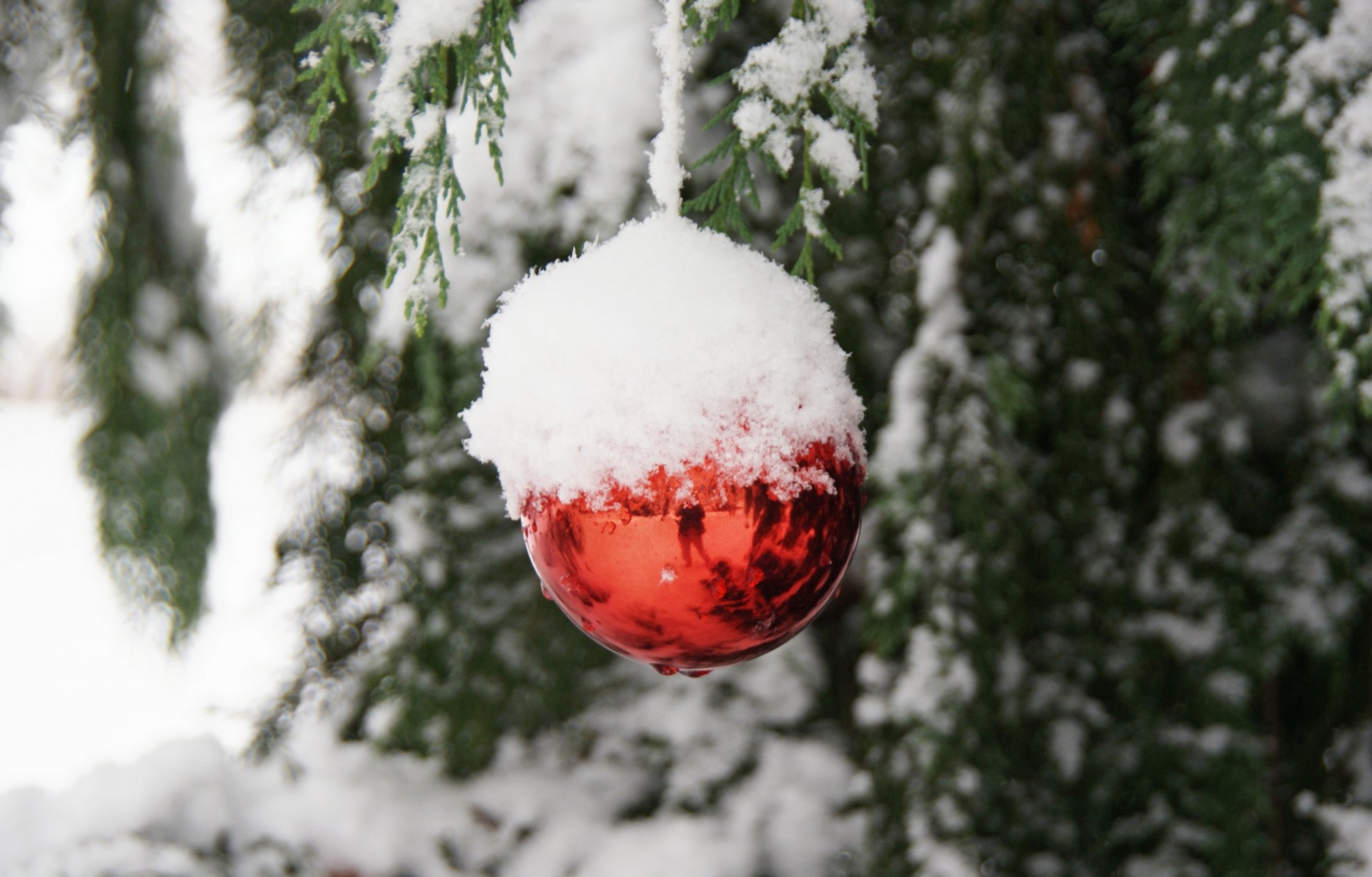 schnee reflexion zweige